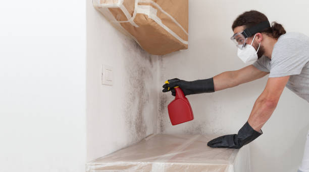 Professional Mold Cleanup technician working in Whitakers, NC