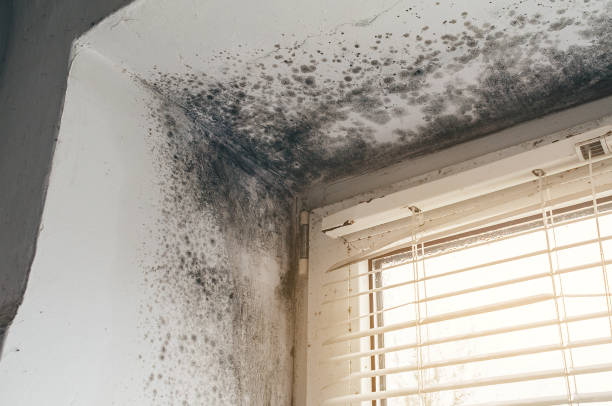 Affordable Mold Cleanup solutions in Whitakers, NC